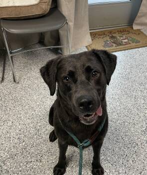 Apollo aka Bubba -  Labrador Retriever Dog for Adoption in Kansas City, Missouri - Apollo Aka Bubba | PetCurious