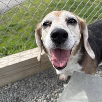 Beagle and Mixed Breed Dogs Available for Adoption in Binghamton, New York - Finn | PetCurious