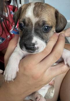 Fig -  Chihuahua and Mixed Breed Dog for Adoption in Severance, Colorado - Fig | PetCurious