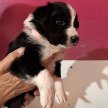 BC-PUP2 -  Border Collie Dog Available for Adoption in Richmond, California - BC-PUP2 | PetCurious