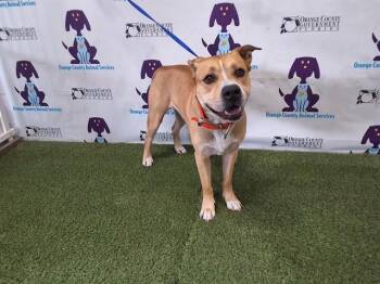 Pit Bull Terrier Dogs Available for Adoption in Orlando, Florida - RAGNAR | PetCurious