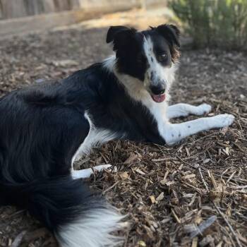 Madi -  Border Collie Dog Available for Adoption in Larkfield-wikiup, California - Madi | PetCurious