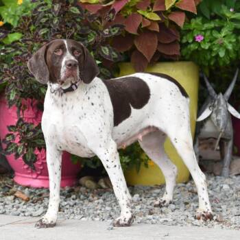 Molly P -  German Shorthaired Pointer Dog for Adoption in Wake Forest, North Carolina - Molly P | PetCurious