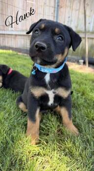 Hawking -  Doberman Pinscher Dog for Adoption in Pleasant Hill, California - Hawking | PetCurious