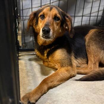 Hound Dogs Available for Adoption in Birmingham, Alabama - Kelpie | PetCurious