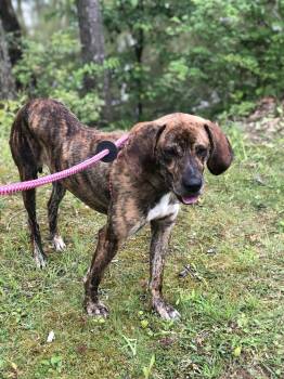Hound Dogs Available for Adoption in Elkins, West Virginia - Buddy Brown | PetCurious