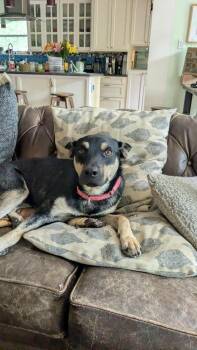 Cattle Dog and Miniature Pinscher Dogs Available for Adoption in Houston, Texas - Glow : Shy And Sweet | PetCurious