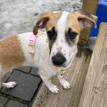 Jack Russell Terrier Dogs Available for Adoption - Abby | PetCurious