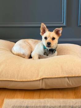 Terrier Dogs Available for Adoption in Douglas, Massachusetts - Antionette | PetCurious