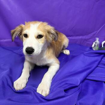 Oompa -  Collie and Mixed Breed Dog for Adoption in North Myrtle Beach, South Carolina - Oompa | PetCurious