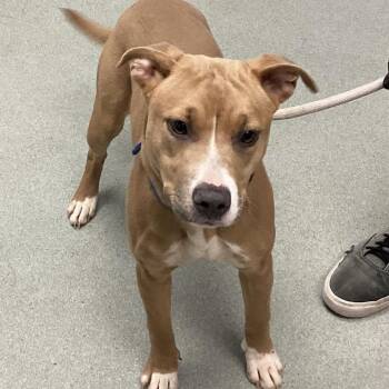 Pit Bull Terrier Dogs Available for Adoption in Abilene, Texas - Chorizo | PetCurious