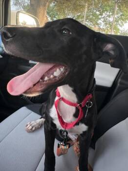 Raichu -  Mixed Breed and Labrador Retriever Dog for Adoption in Austin, Texas - Raichu | PetCurious