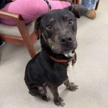 Rescue Retriever and Mixed Breed Dogs for Adoption in Martinsville, Virginia - Kovu | PetCurious