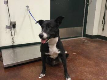 Rescue Labrador Retriever and Mixed Breed Dogs for Adoption in Thousand Palms, California - VIVIAN | PetCurious