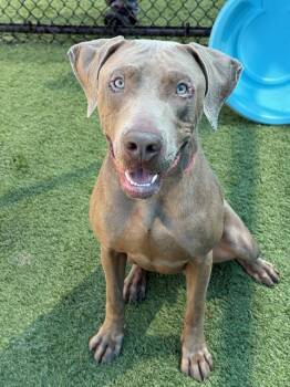 Mixed Breed Dogs Available for Adoption in Dallas, Texas - WESTIN | PetCurious