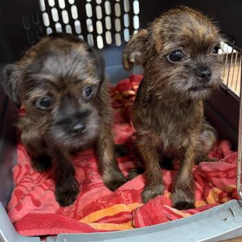 Cairn Terrier Dogs Available for Adoption in Houston, Texas - Lo Main & Eggroll | PetCurious