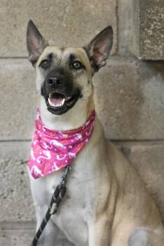 Lopa -  Yellow Labrador Retriever and German Shepherd Dog Dog for Adoption in Calgary, Alberta - Lopa | PetCurious