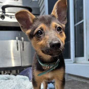 Sally -  German Shepherd Dog Dog for Adoption in Brantford, Ontario - Sally | PetCurious