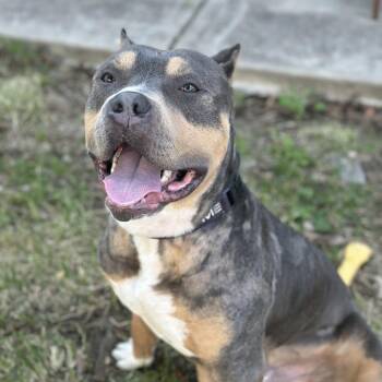 Bubs -  Mixed Breed Dog for Adoption in Newark, New Jersey - Bubs | PetCurious