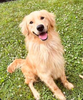 Sir Duncan -  Golden Retriever Dog for Adoption in Chester Springs, Pennsylvania - Sir Duncan | PetCurious
