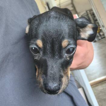 betty -  Chihuahua and Mixed Breed Dog for Adoption in Moses Lake, Washington - Betty | PetCurious