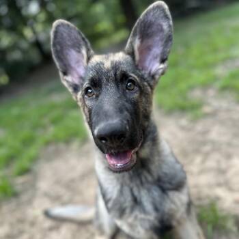 Biggie -  German Shepherd Dog Dog for Adoption in Daphne, Alabama - Biggie | PetCurious