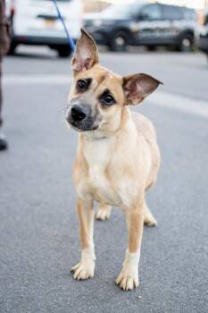 Pixie -  Shepherd Dog for Adoption in Frankfort, New York - Pixie | PetCurious