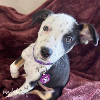 Fortune -  Australian Cattle Dog Blue Heeler and Mixed Breed Dog for Adoption in Cheyenne, Wyoming - Fortune | PetCurious