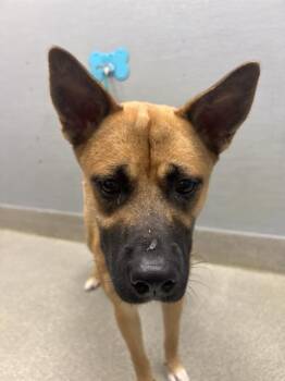 DANDELION -  Black Mouth Cur and Mixed Breed Dog for Adoption in Las Vegas, Nevada - DANDELION | PetCurious