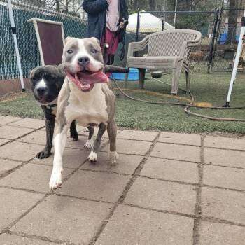 Pit Bull Terrier Dogs Available for Adoption in Groveland, Massachusetts - Vienna | PetCurious