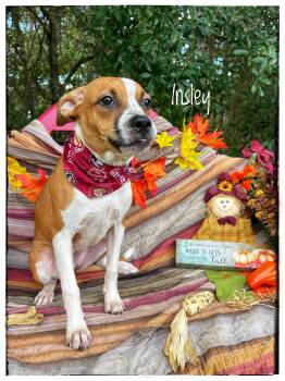 Insley -  Catahoula Leopard Dog and Pit Bull Terrier Dog for Adoption in Sebring, Florida - Insley | PetCurious