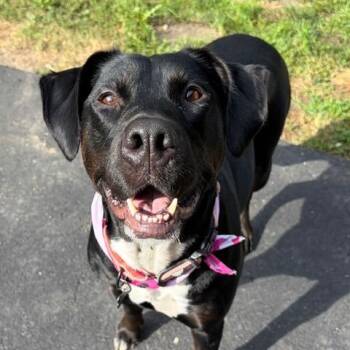 Star -  Labrador Retriever Dog for Adoption in Chicago, Illinois - Star | PetCurious