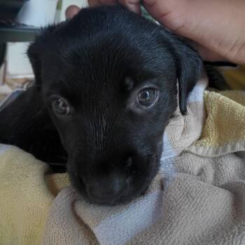 Shasta -  Black Labrador Retriever and Mixed Breed Dog for Adoption in Valley, Alabama - Shasta | PetCurious