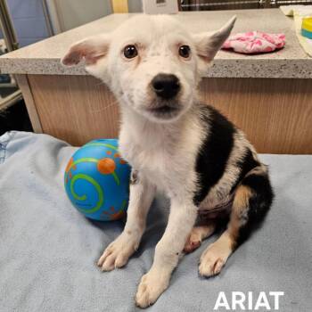 Ariat -  Australian Cattle Dog Blue Heeler and Mixed Breed Dog for Adoption in Madisonville, Tennessee - Ariat | PetCurious