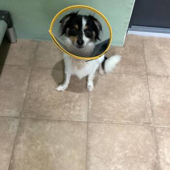 Tortugas Chi Chi 0101 -  Chihuahua and Mixed Breed Dog for Adoption in Loxahatchee Groves, Florida - Tortugas Chi Chi 0101 | PetCurious