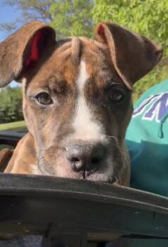 Terrier Dogs Available for Adoption in Candler, North Carolina - Gabriel | PetCurious