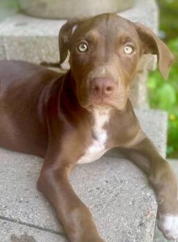 Wilder -  Mixed Breed Dog for Adoption - Wilder | PetCurious