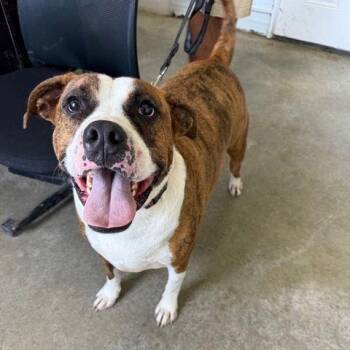 Boxer Dogs Available for Adoption - Aries *CL* | PetCurious