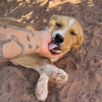 Biscoff -  Mixed Breed Dog for Adoption in Moab, Utah - Biscoff | PetCurious