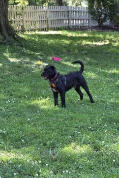 Godfrey -  Schnauzer and Labrador Retriever Dog for Adoption in Barnhart, Missouri - Godfrey | PetCurious
