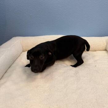 Stacie -  Terrier and Mixed Breed Dog for Adoption in Fresno, California - Stacie | PetCurious