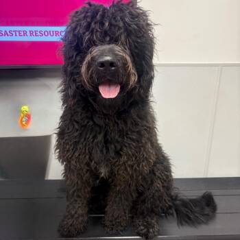 Guinness -  Golden Retriever and Poodle Dog for Adoption in Tampa, Florida - Guinness | PetCurious
