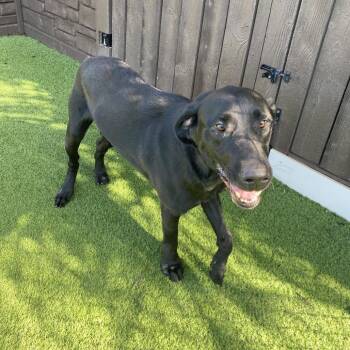 Patriot 9620 -  Labrador Retriever Dog for Adoption in Loxahatchee Groves, Florida - Patriot 9620 | PetCurious