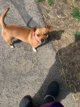 Chihuahua and Mixed Breed Dogs Available for Adoption in West Milwaukee, Wisconsin - Maya $475 | PetCurious