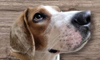 Beagle Dogs Available for Adoption - Oliver | PetCurious