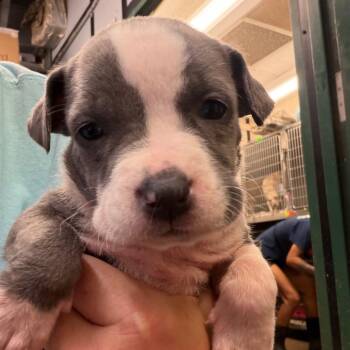 BRAZ-Stray-138596_2_3_4_5_6_7 -  Mixed Breed Dog for Adoption in Lake Jackson, Texas - BRAZ-Stray-138596_2_3_4_5_6_7 | PetCurious