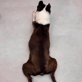 Bentley -  Boston Terrier Dog for Adoption in Port Richey, Florida - Bentley | PetCurious