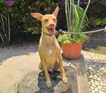 Chico -  Miniature Pinscher and Chihuahua Dog for Adoption in San Francisco, California - Chico | PetCurious
