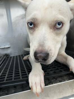 Rescue Mixed Breed Dogs for Adoption in Dallas, Texas - ANN | PetCurious