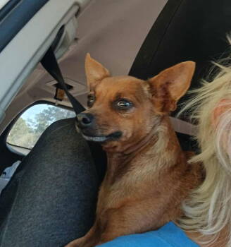 Rescue Chihuahua and Miniature Pinscher Dogs for Adoption - Gumball *Arriving 12/6 | PetCurious